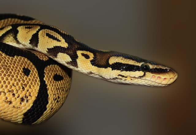 Python體育數據爬蟲：自動化收集賽事資料教學